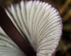 Helmovka hnědopurpurová - Mycena purpureofusca (Peck) Sacc. 1887