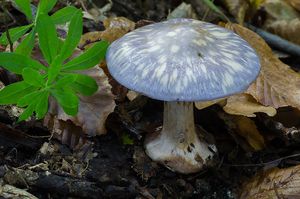 Pavučinec zářivě fialový - Cortinarius terpsichores var.calosporus Melot