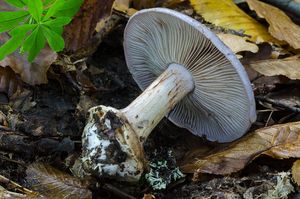 Pavučinec zářivě fialový - Cortinarius terpsichores var.calosporus Melot