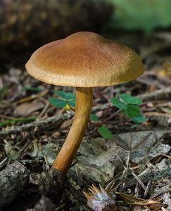 Pavučinec skořicový - Cortinarius cinnamomeus (L.) Fr. 1838