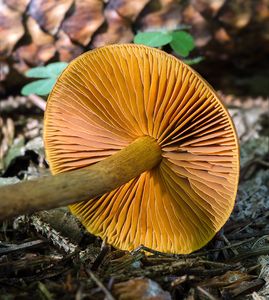 Pavučinec skořicový - Cortinarius cinnamomeus (L.) Fr. 1838