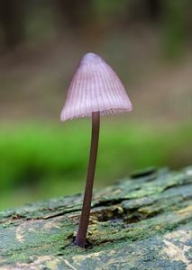 Helmovka hnědopurpurová - Mycena purpureofusca (Peck) Sacc. 1887