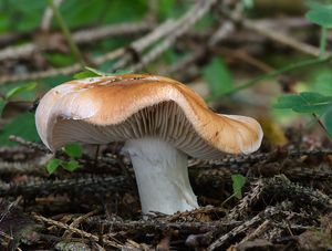 Bělopavučinec hlíznatý - Leucocortinarius bulbiger (Alb. & Schwein.) Singer 1945