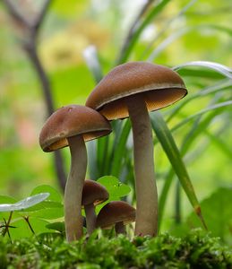 Křehutka vodomilná - Psathyrella piluliformis (Bull.) P.D. Orton 1969