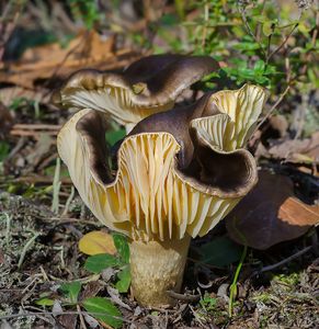 Šťavnatka pomrazka - Hygrophorus hypothejus  (Fr.) Fr. 1838