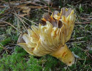 Šťavnatka pomrazka - Hygrophorus hypothejus  (Fr.) Fr. 1838