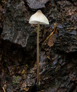 Helmovka mléčná - Mycena galopus (Pers.) P. Kumm. 1871