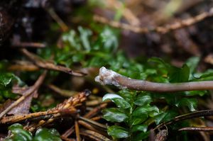 Helmovka mléčná - Mycena galopus (Pers.) P. Kumm. 1871