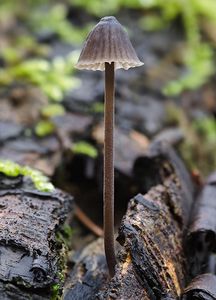 Helmovka bělomléčná - Mycena galopus var. nigra Rea