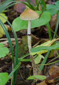 Lysohlávka šupinatá - Leratiomyces squamosus (Pers.) Bridge & Spooner 2008