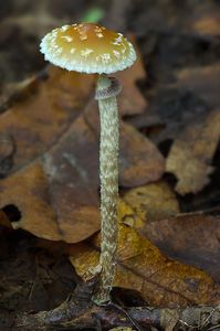 Lysohlávka šupinatá - Leratiomyces squamosus (Pers.) Bridge & Spooner 2008