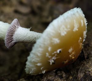 Lysohlávka šupinatá - Leratiomyces squamosus (Pers.) Bridge & Spooner 2008