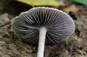 Lysohlávka šupinatá - Leratiomyces squamosus (Pers.) Bridge & Spooner 2008