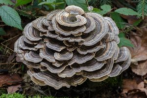 Outkovka pestrá - Trametes versicolor (L.) Lloyd 1921