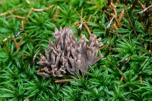 Plesňák zápašný - Thelephora palmata