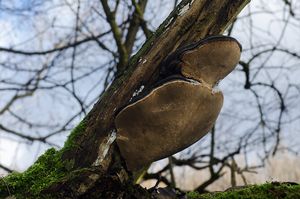 Ohňovec obecný - Phellinus igniarius (L.: Fr.) Quél.