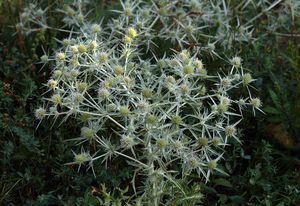 Máčka ladní (Eryngium campestre)