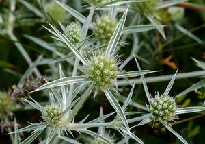 Máčka ladní (Eryngium campestre)