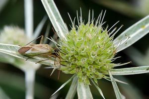 Máčka ladní (Eryngium campestre)