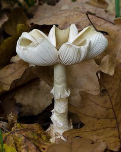 Muchomůrka zelená - Amanita phalloides (Vaill. ex Fr.) Link 1833