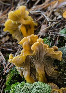 Liška nálevkovitá - Craterellus tubaeformis (Fr.) Quél. 1888