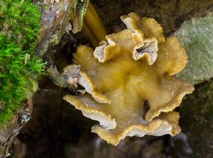 Liška nálevkovitá - Craterellus tubaeformis (Fr.) Quél. 1888