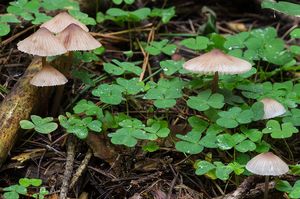 Helmovka zefírová - Mycena zephirus (Fr.) P. Kumm. 1871