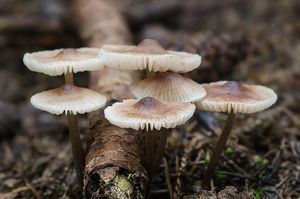 Helmovka zefírová - Mycena zephirus (Fr.) P. Kumm. 1871