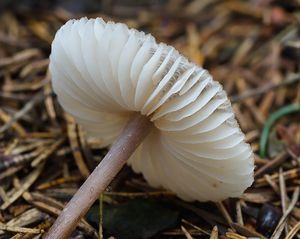 Helmovka zefírová - Mycena zephirus (Fr.) P. Kumm. 1871