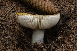 Holubinka hlínožlutá - Russula ochroleuca