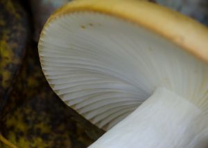 Holubinka hlínožlutá - Russula ochroleuca