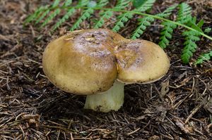 Holubinka hlínožlutá - Russula ochroleuca