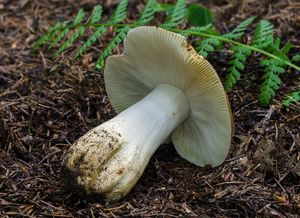 Holubinka hlínožlutá - Russula ochroleuca