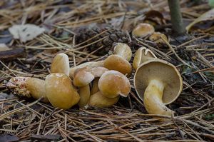 Klouzek kravský - Suillus bovinus (L.) Roussel 1796