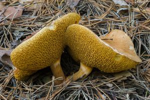 Klouzek kravský - Suillus bovinus (L.:Fr.) Roussel