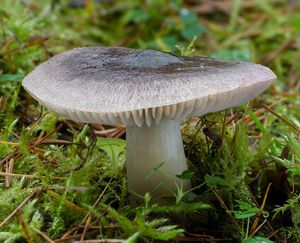 Čirůvka zemní - Tricholoma terreum (Schaeff.) P. Kumm. 1871