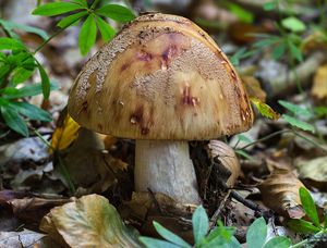 Muchomůrka růžovka - Amanita rubescens Pers. 1797