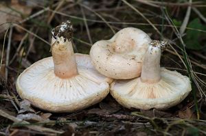 Ryzec pýřitý - Lactarius pubescens