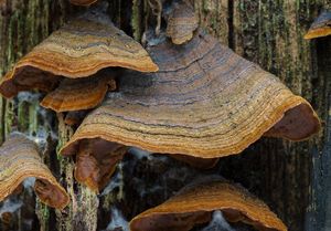 Kožovka rezavá - Hymenochaete rubiginosa (Dicks.) Lév.