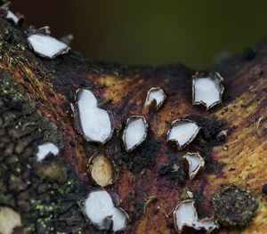 Vnořenka obecná - Propolis versicolor (Fr.) Fr.