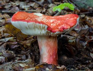 Holubinka sličná - Russula rosea Pers. 1796