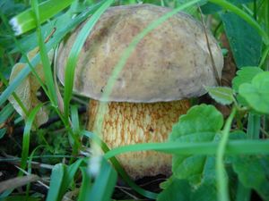 Hřib koloděj - Suillellus luridus (Schaeff.) Murrill 1909