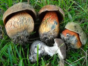 Klikni pro velký obrázek