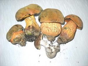 Klikni pro velký obrázek