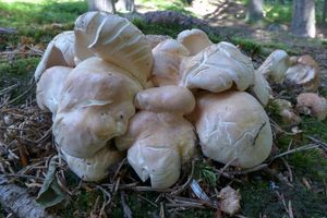 Klikni pro velký obrázek