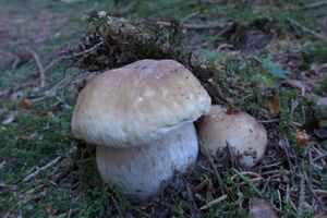 Klikni pro velký obrázek