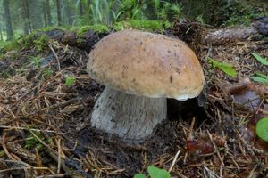 Klikni pro velký obrázek