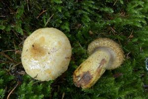 Klikni pro velký obrázek