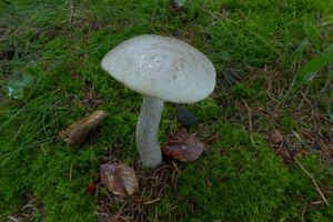 Klikni pro velký obrázek