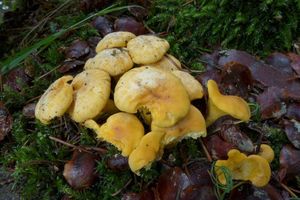 Klikni pro velký obrázek